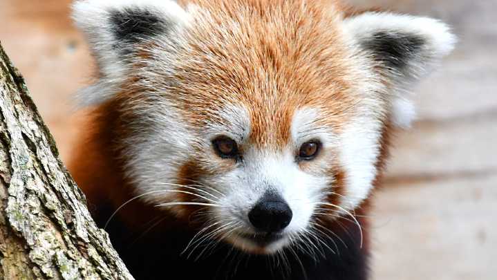Detroit Zoo's red panda twins moved to Ohio, Connecticut zoos