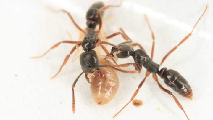 Georgia faces new backyard threat as invasive Asian needle ant spreads