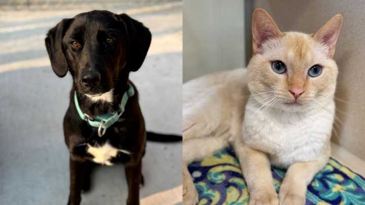 Pets of the Week: Meet Sadie and CJ