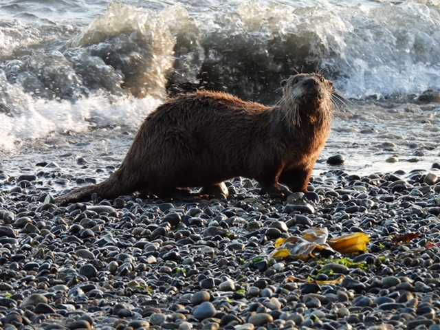 West Seattle Blog… | WEST SEATTLE WILDLIFE: Otter, dining at the beach