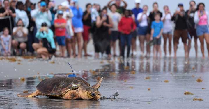 Dilly Dally the sea turtle returns to the ocean after flipper amputation