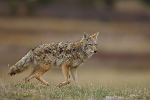Michigan’s shortened coyote hunting season stands, judge rules