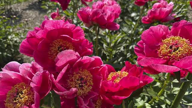 Annual peony pilgrimage to Michigan
