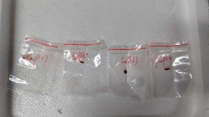 US says it broke up effort to bring toxic fungus to Michigan lab from China
