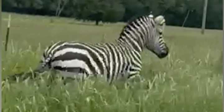 VIDEO: Runaway zebra still at-large after escaping Tennessee home