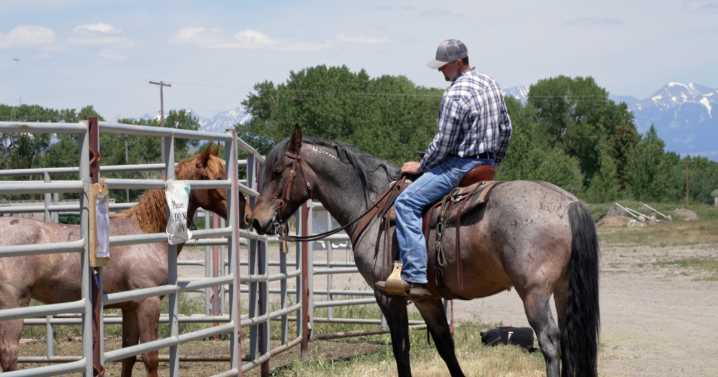 BLM hosts wild horse and burro adoption event to reduce impacts of overpopulation