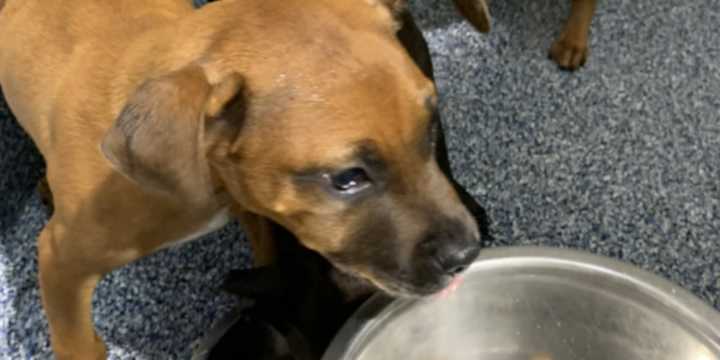 Charlotte Animal Care & Control near capacity after more than 50 dogs seized