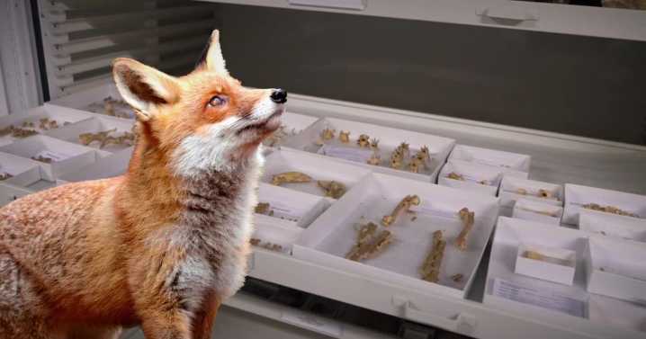 Utah scientists discover incredibly well-preserved ancient skeleton of a fox
