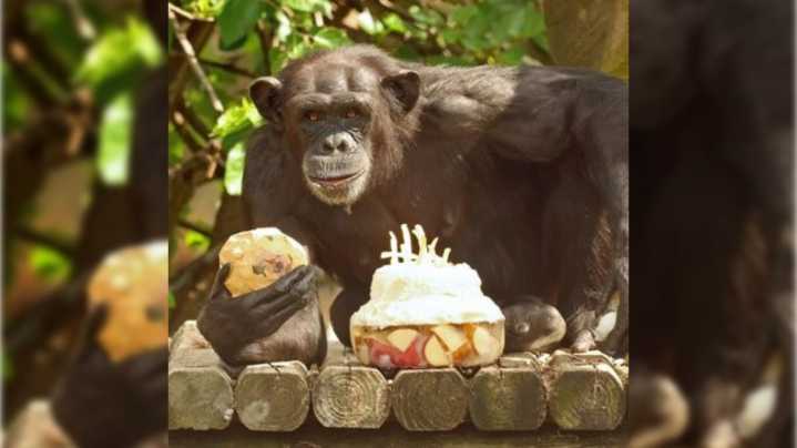 Little Rock Zoo celebrates 100 years with community