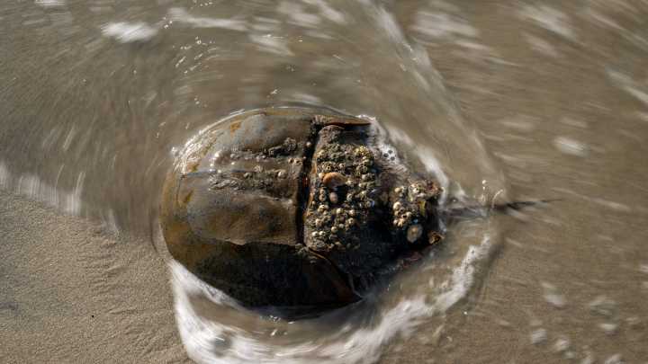 Horseshoe crabs of Delaware