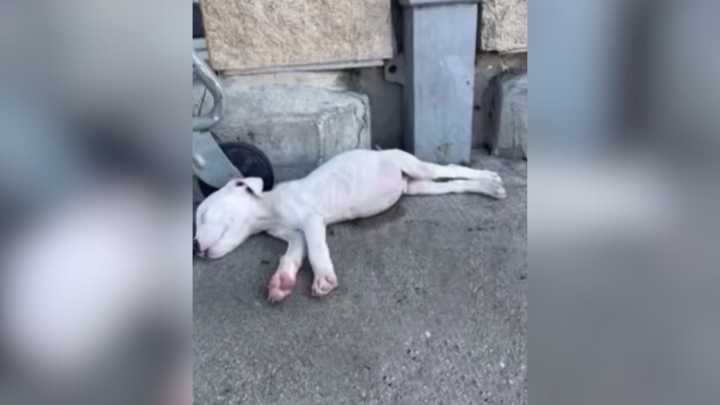 Texas Puppy Saved From Horrific Situation Keeps Waiting By Shelter Gate, Hoping To Be Adopted