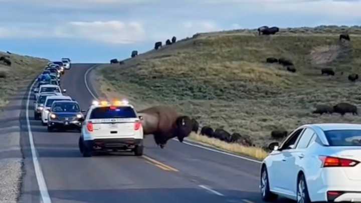It's Not Easy To Get Bison Off The Road (When They Don't Want To)