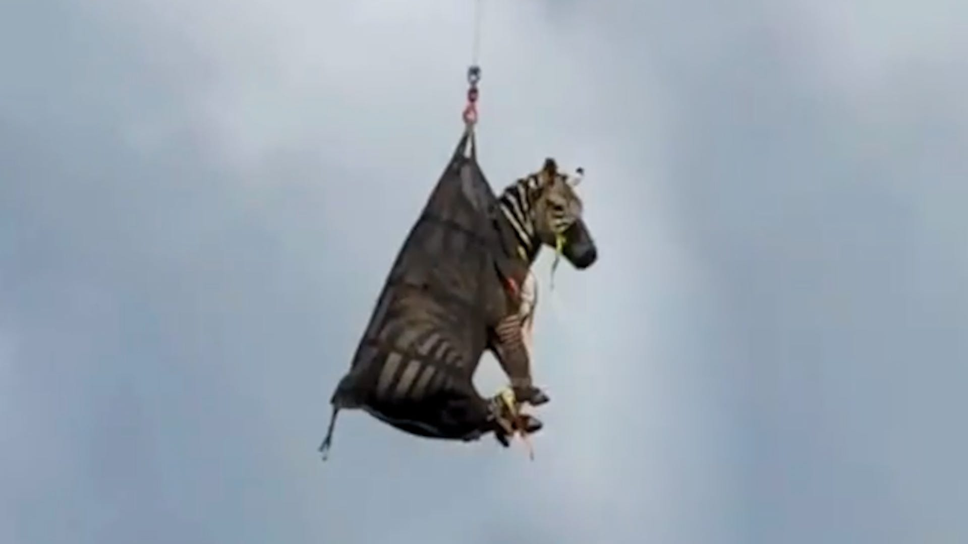 Runaway zebra caught in Christiana, TN: Watch video