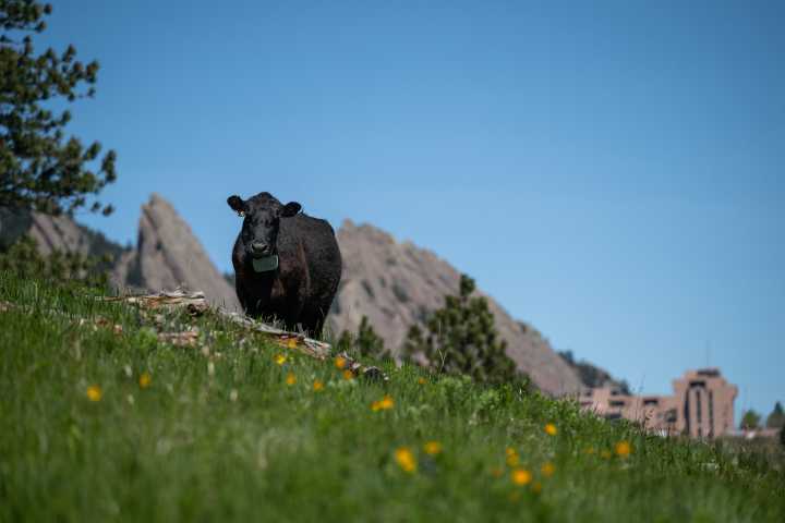 In Boulder, cows from a historic ranch graze away fire danger