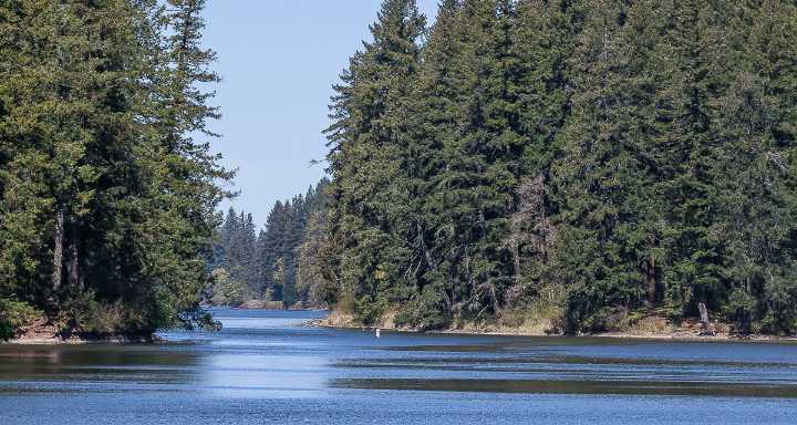 Public Health issues warning for Lacamas Lake due to elevated toxin levels