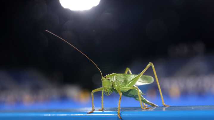 Gardeners, don't let the grasshoppers invade your beautiful garden
