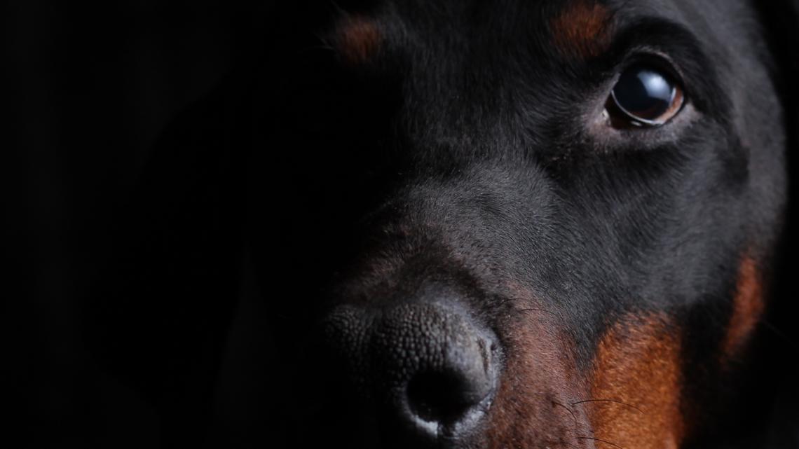 Dozens of dogs in poor health removed from Henry County home being used as "makeshift kennel", homeowner charged