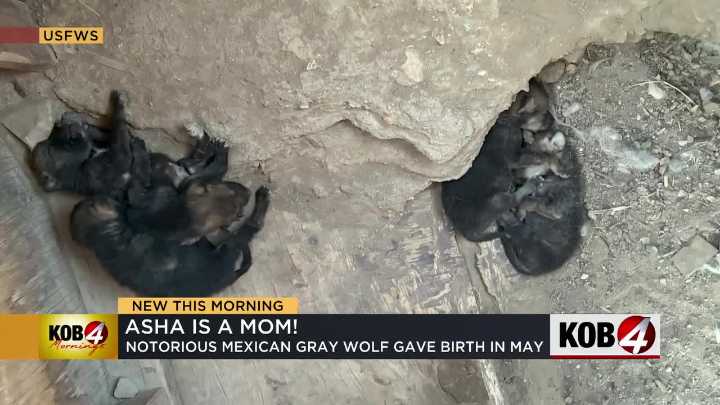 Mexican gray wolf ‘Asha’ gives birth to puppies
