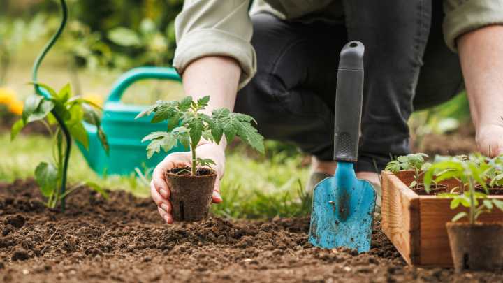 For Better Homegrown Tomatoes, Always Plant These 14 Things Alongside Them