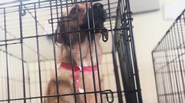 More than 150 animals to be put up for adoption after surrender in single home in Windsor, Vermont