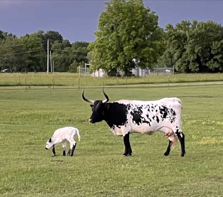 'For no reason': 2 longhorns shot, killed in Broken Arrow