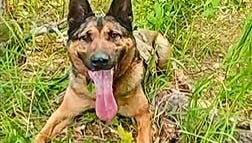 5-mile K-9 track leads to arrest of northern Michigan woman