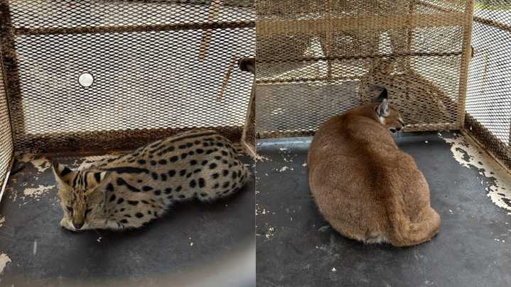 2 African wildcats, $85K worth of drugs seized in Pennsylvania bust