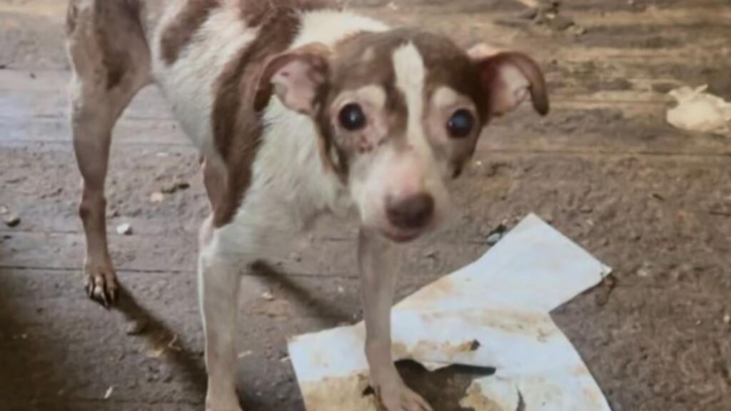 Historias con un final feliz: 82 animales son rescatados del abuso que sufrían en dos casas en Houston