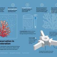 Coral frozen in time throws lifeline for Great Barrier Reef