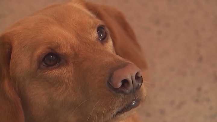 Hurricane season 2025: How to prepare your pets