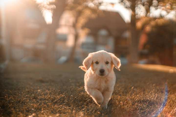 Human Society of Elkhart Co waives adoption fees through June 14