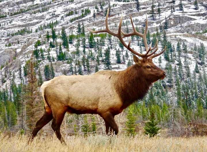 Groups, Forest Service, argue merits, harms of Big Belts logging
