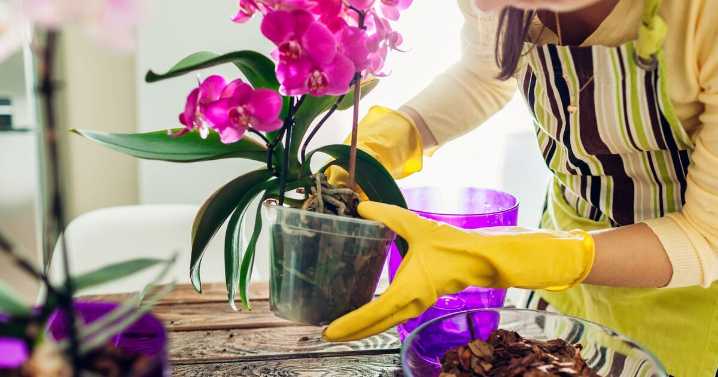 Orchids will bloom for longer when common kitchen scrap is added to soil