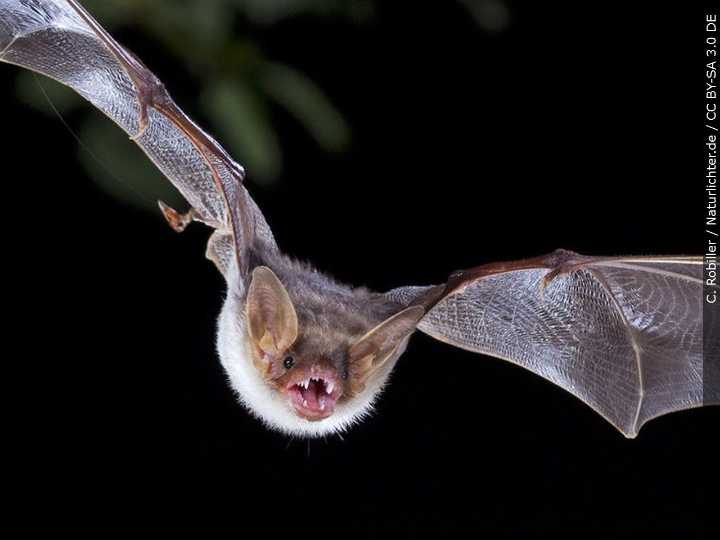 Bat that bit woman in Plainville tests positive for rabies