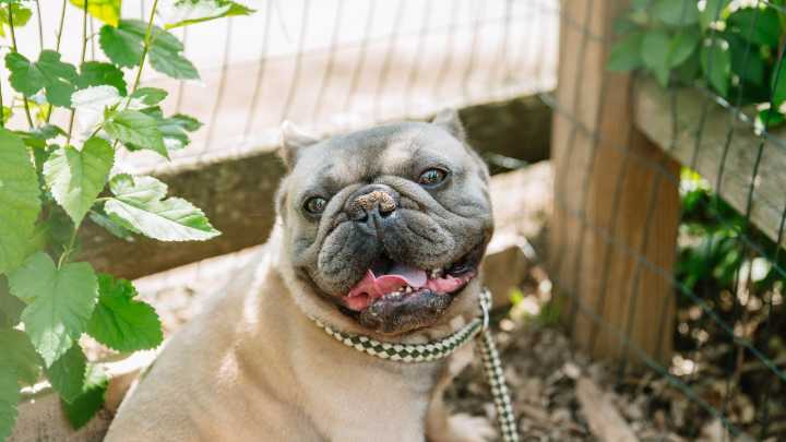Philadoptables help launch low-cost vet clinic in Chester Springs – NBC10 Philadelphia
