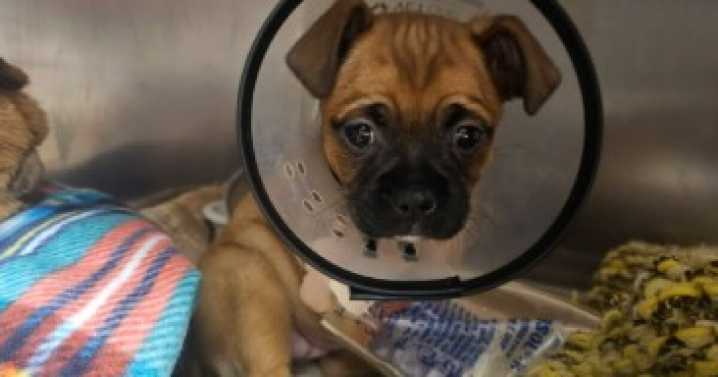 Woman arrested in connection to injuring and abandoning puppy in Cañon City