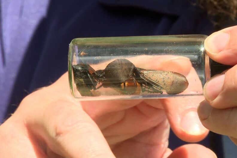 Indiana wineries on watch for damaging new insect