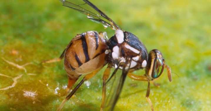 Invasive flies put local gardens and farms at risk in Kern County