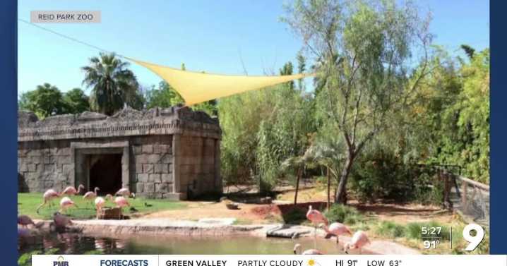 New shading set up for Flamingos at Reid Park Zoo