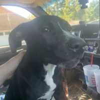 Sarepta police officer arrested in connection with dog's shooting death