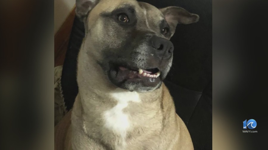 Family seeking help after dog is shot in Norfolk neighborhood