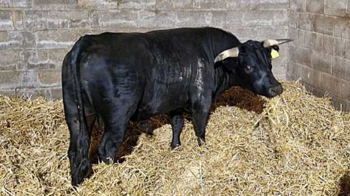 Escaped bull spotted in Birmingham city centre given new home in Norfolk