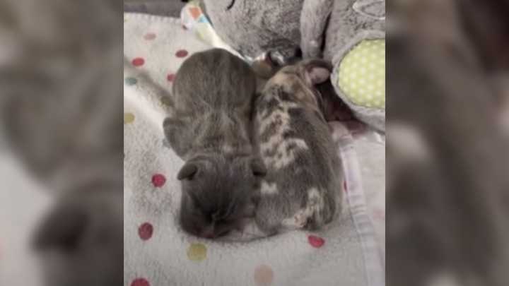 2 Pups From California Born With A Defect Struggled To Find Love, But Then A Fateful Call Changed Everything