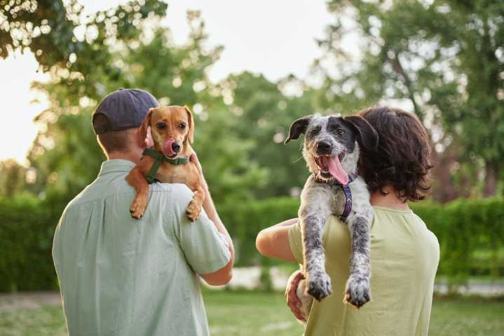 Este 7 de junio, miles de mascotas esperan una segunda oportunidad en el Día de Adopción de Mascotas de California