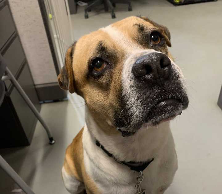 Pima Animal Care Center hosts virtual adoptions this week