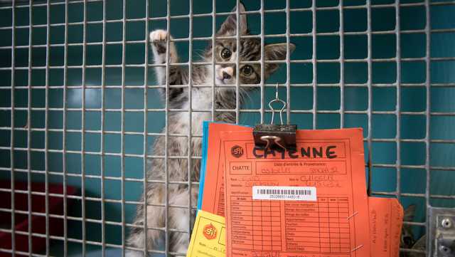 Kitten season 2025: How you can help overwhelmed shelters