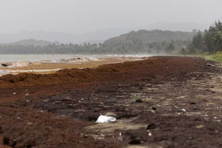 Scientists say a record amount of seaweed hit the Caribbean and nearby areas in May, with more expected
