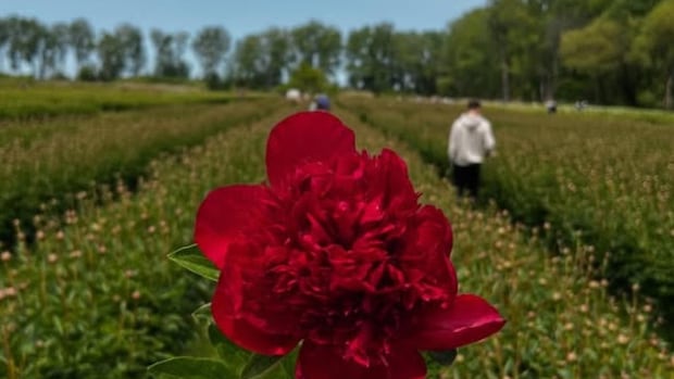 U-pick flower farms blossoming in Chatham