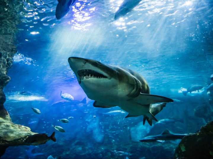 'It just makes so much sense:' UBC economics expert continues push for high seas 'bank' to protect fish, ahead of UN conference