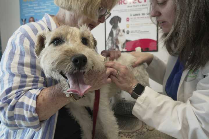 Dogs and cats can also suffer from allergies